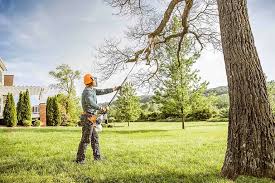 How Our Tree Care Process Works  in  Jonesboro, AR